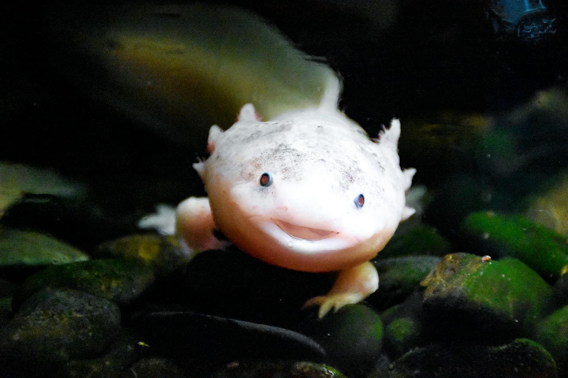 white fish under water