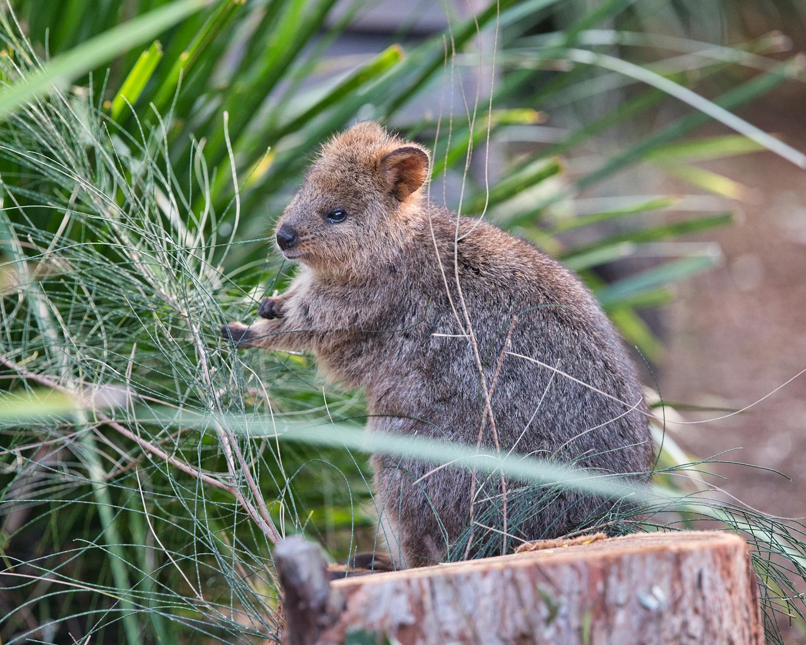a small animal is sitting on top of a tree stump